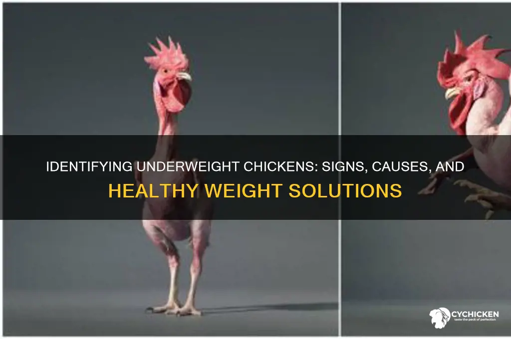 how to tell if chicken is underweight