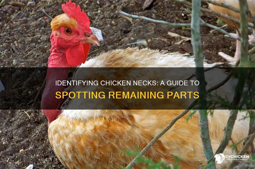 how to tell if chicken still has neck