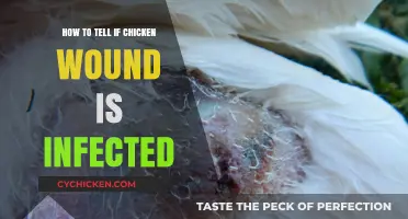 Identifying Infected Chicken Wounds: Key Signs and Treatment Tips