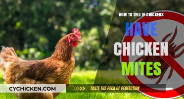 Identifying Chicken Mites: Signs, Symptoms, and Treatment for Your Flock