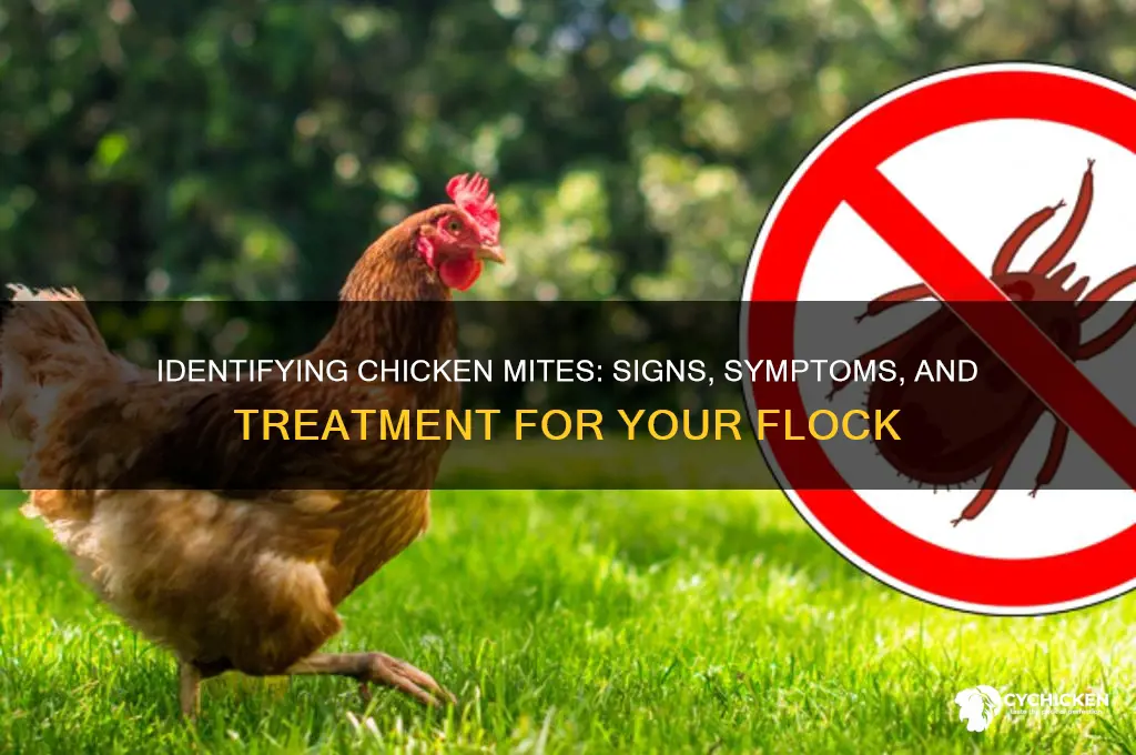 how to tell if chickens have chicken mites