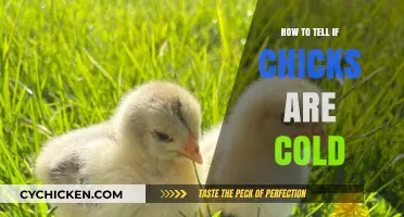 Spotting Cold Chicks: Signs and Solutions for Happy, Healthy Flock