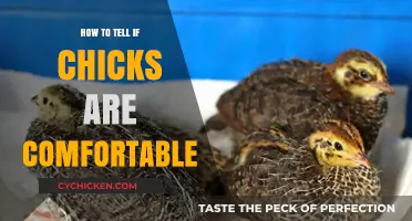 Signs Your Chicks Are Comfortable: A Guide for Happy Brooding