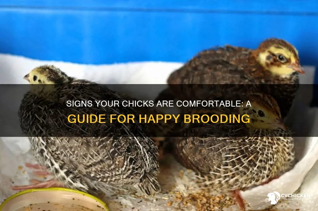 how to tell if chicks are comfortable