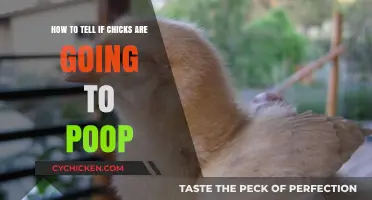 Spotting Chick Poop: What to Look For