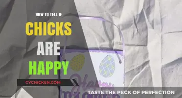 Signs of Happy Chicks: Understanding Your Flock's Well-Being