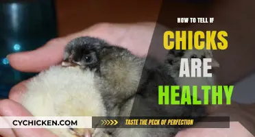 Signs of Healthy Chicks: A Guide for New Breeders
