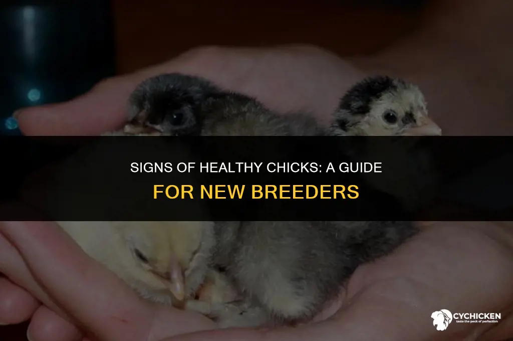 how to tell if chicks are healthy