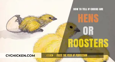 Identifying Hens and Roosters: What's the Difference?