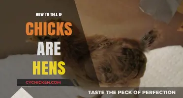 Identifying Future Hens: A Guide to Spotting Female Chicks