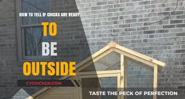 Chicks' Outdoor Readiness: Signs to Look Out For
