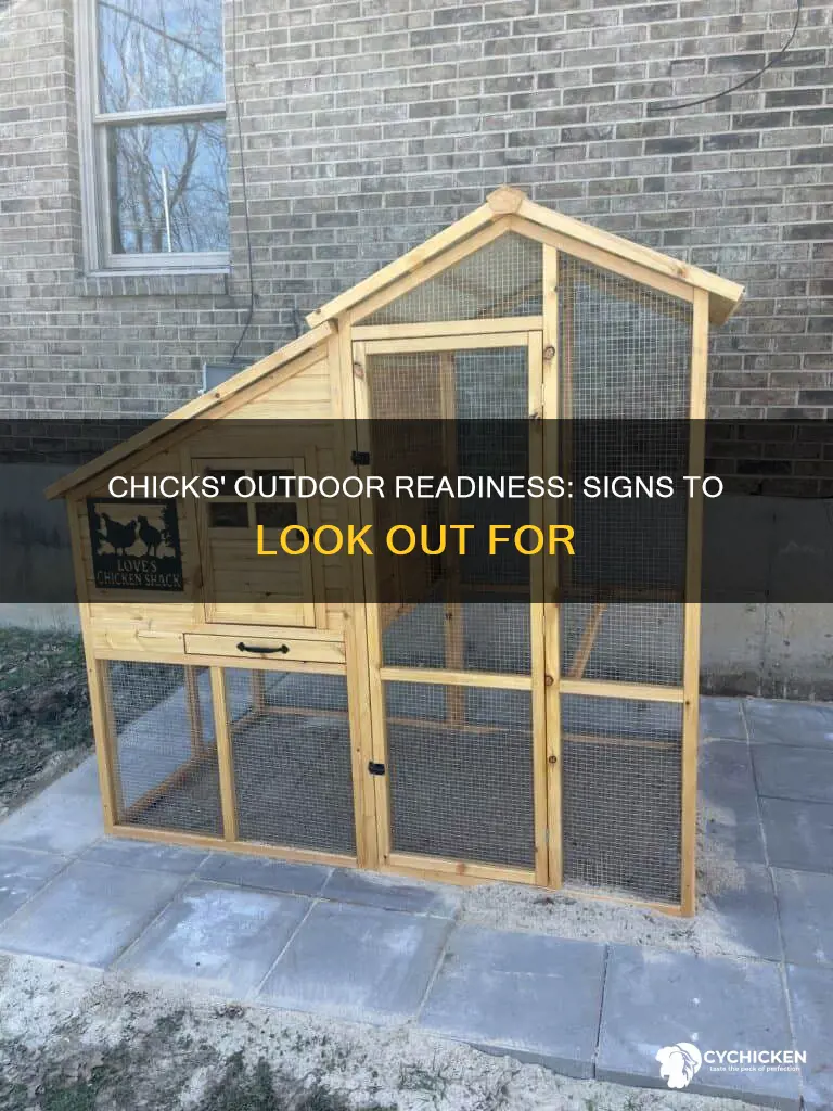 how to tell if chicks are ready to be outside