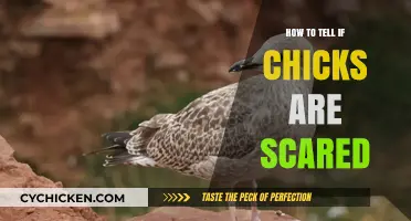 Recognizing Fear in Chicks: Signs and Gentle Care Tips