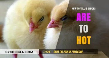 Identifying Overheated Chicks: Essential Signs and Quick Cooling Tips