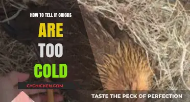 Chick Comfort Check: Signs Your Chicks Are Too Cold