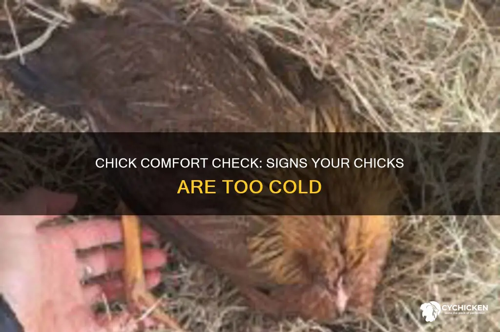 how to tell if chicks are too cold