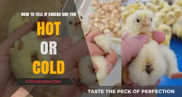 Chicks' Comfort: Temperature Tips for Optimum Health