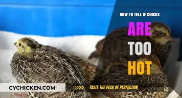 Signs Your Chicks Are Overheating: Essential Tips for Healthy Poultry Care
