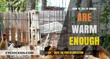 Ensuring Chick Comfort: Signs Your Chicks Are Warm Enough