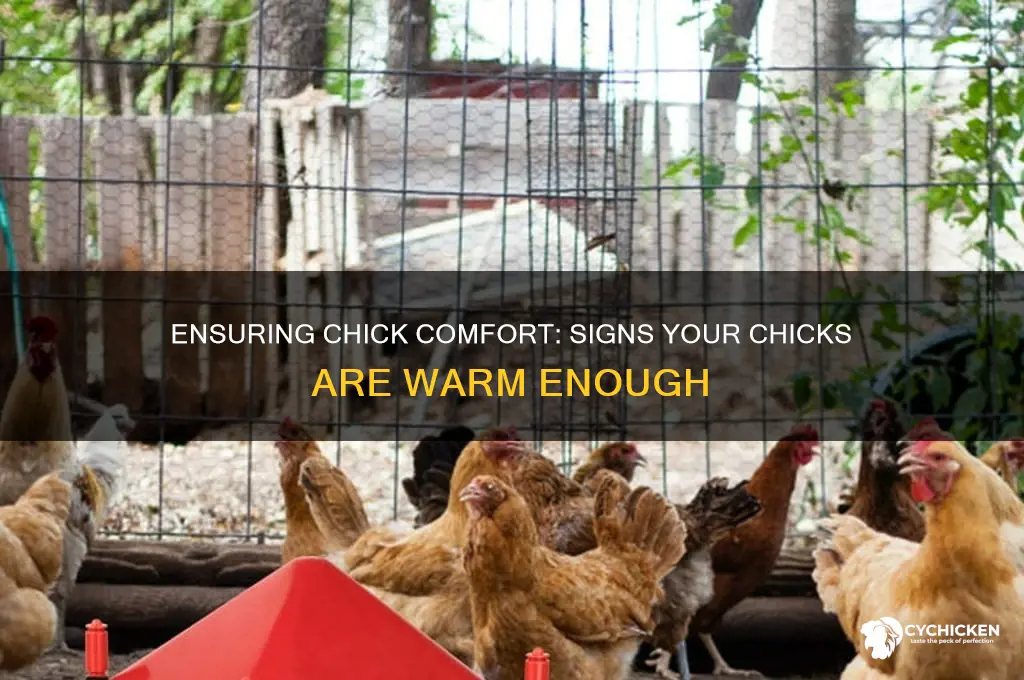 how to tell if chicks are warm enough
