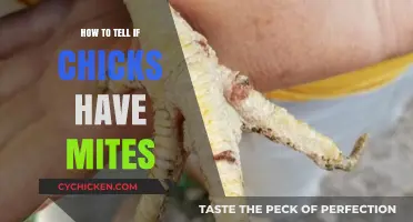 Spotting Mites in Chicks: Essential Signs and Early Detection Tips