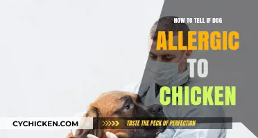 Is Your Dog Allergic to Chicken? Signs and Solutions