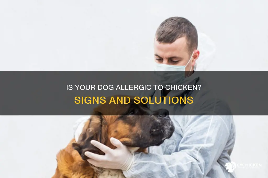 how to tell if dog allergic to chicken