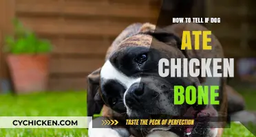Dog Ate Chicken Bone? Signs to Watch For and What to Do