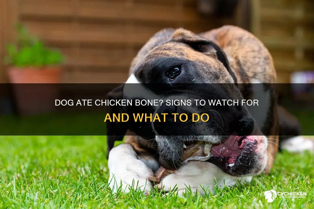 how to tell if dog ate chicken bone
