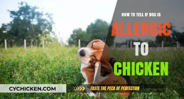 Spotting Chicken Allergies in Dogs