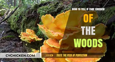 Identifying Fake Chicken of the Woods: A Guide