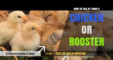 Identifying Chickens: Rooster or Hen?