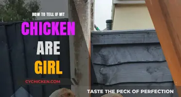 Identifying Your Hen: How to Determine if Your Chickens are Female