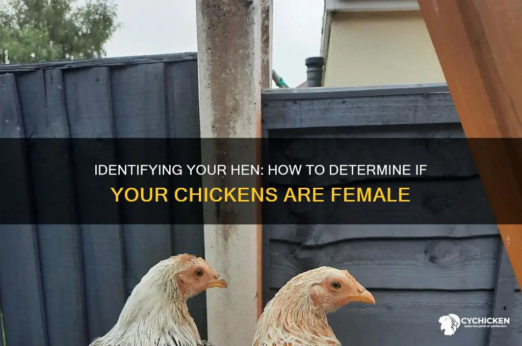 how to tell if mt chicken are girl