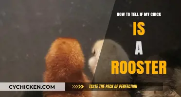 Identifying Your Chick: Rooster or Hen?