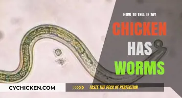 Spotting Chicken Worms: Signs, Symptoms, and Treatment Tips