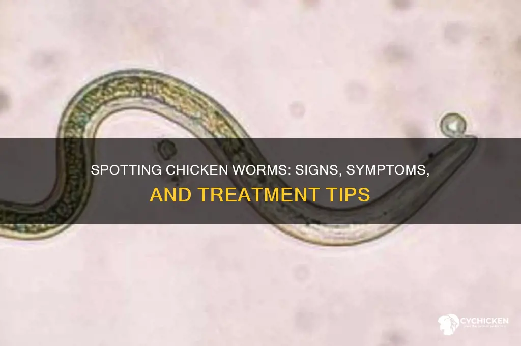 how to tell if my chicken has worms