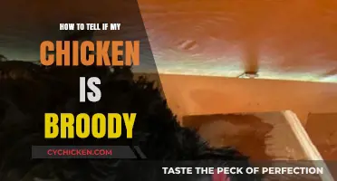 Is Your Hen Broody? Signs to Spot a Broody Chicken