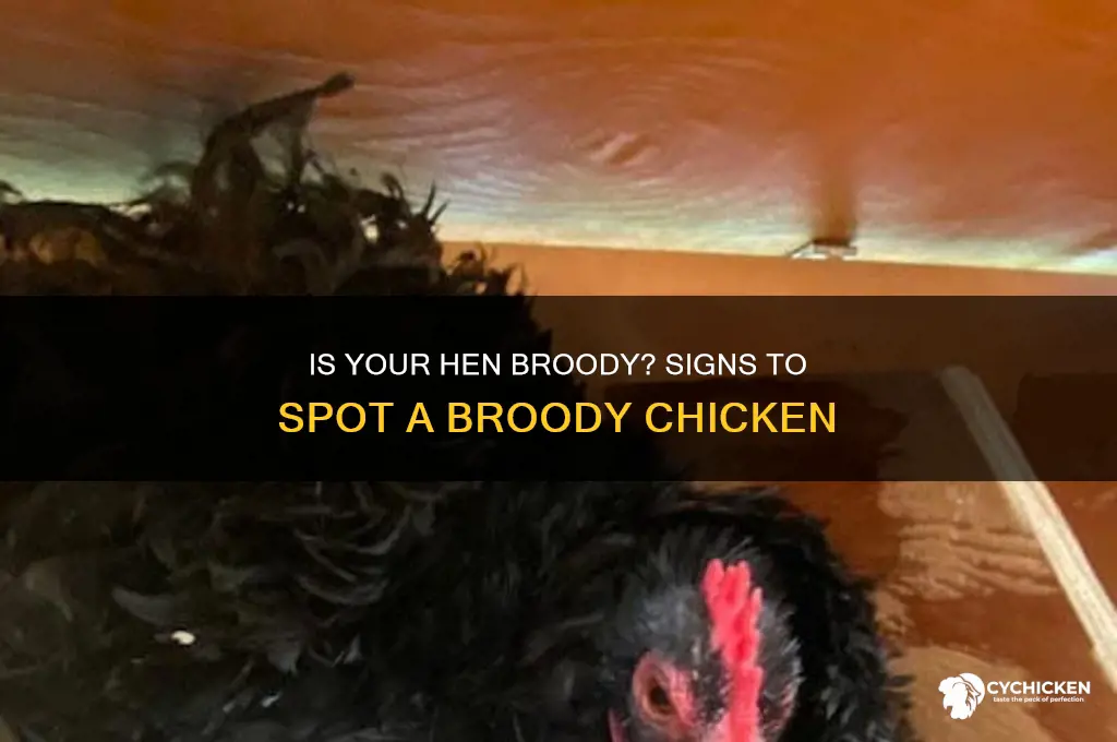 how to tell if my chicken is broody