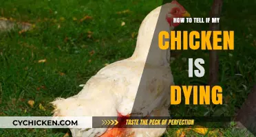 Signs Your Chicken is Dying: What to Look For and Do