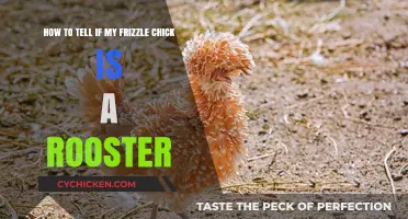 Identifying Your Frizzled Chick: Rooster or Hen?