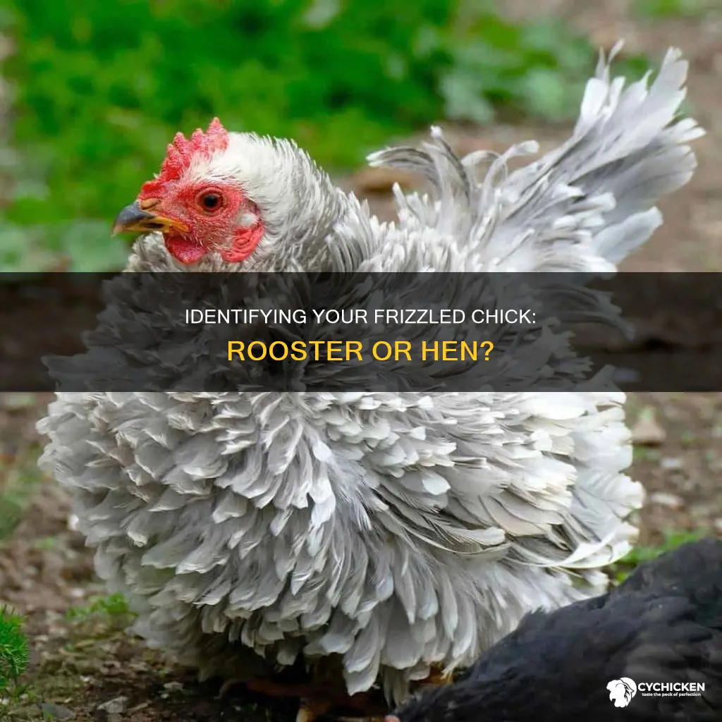 how to tell if my frizzle chick is a rooster