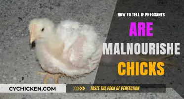 Identifying Malnourished Pheasant Chicks: Signs and Solutions for Healthy Growth