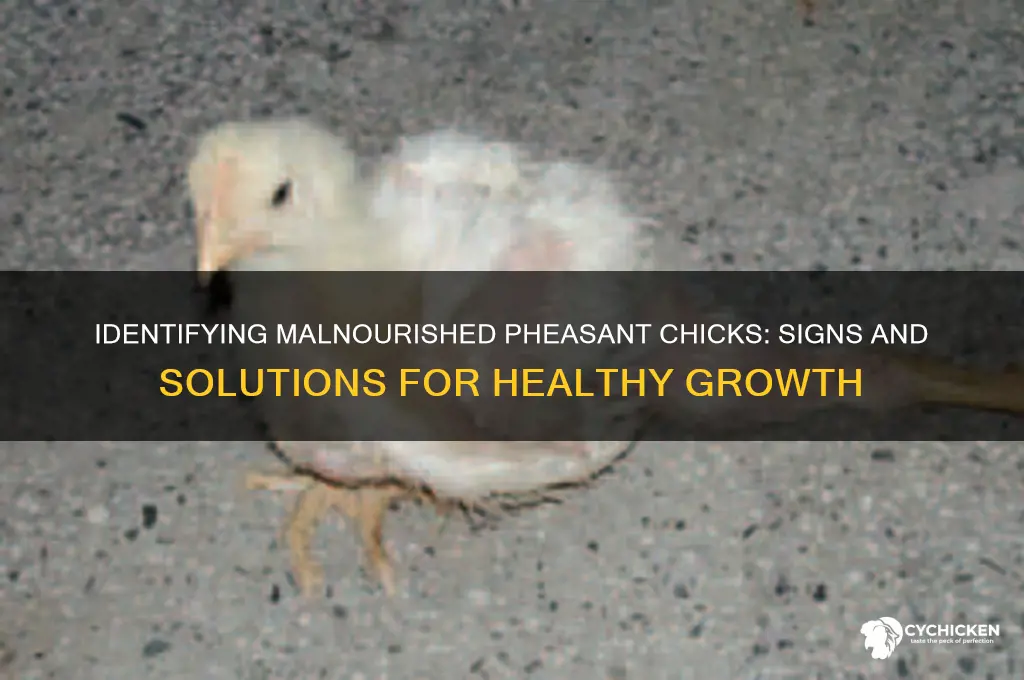 how to tell if pheasants are malnourished chicks