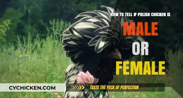 Identify Your Polish Chicken's Gender: Male or Female?