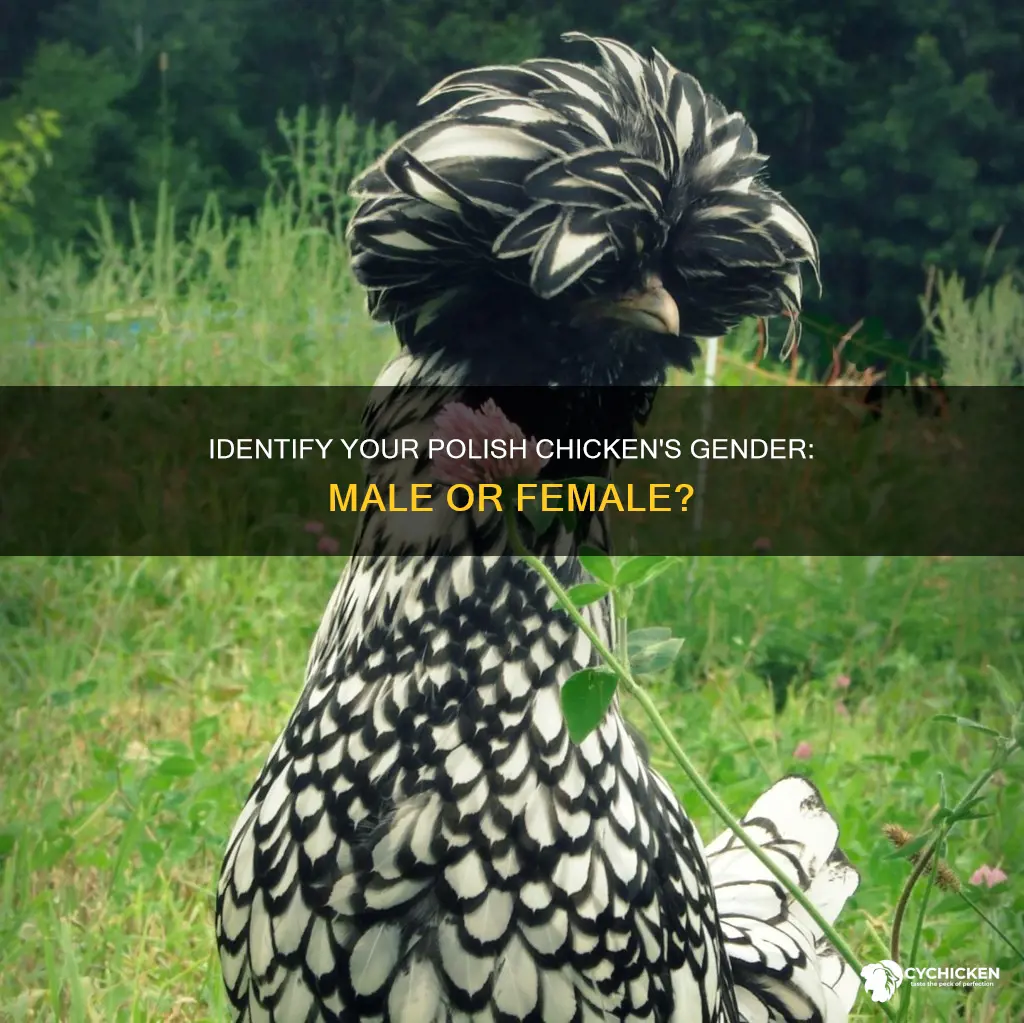 how to tell if polish chicken is male or female