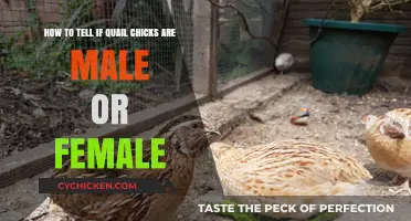 Identifying Quail Chicks: Male or Female?