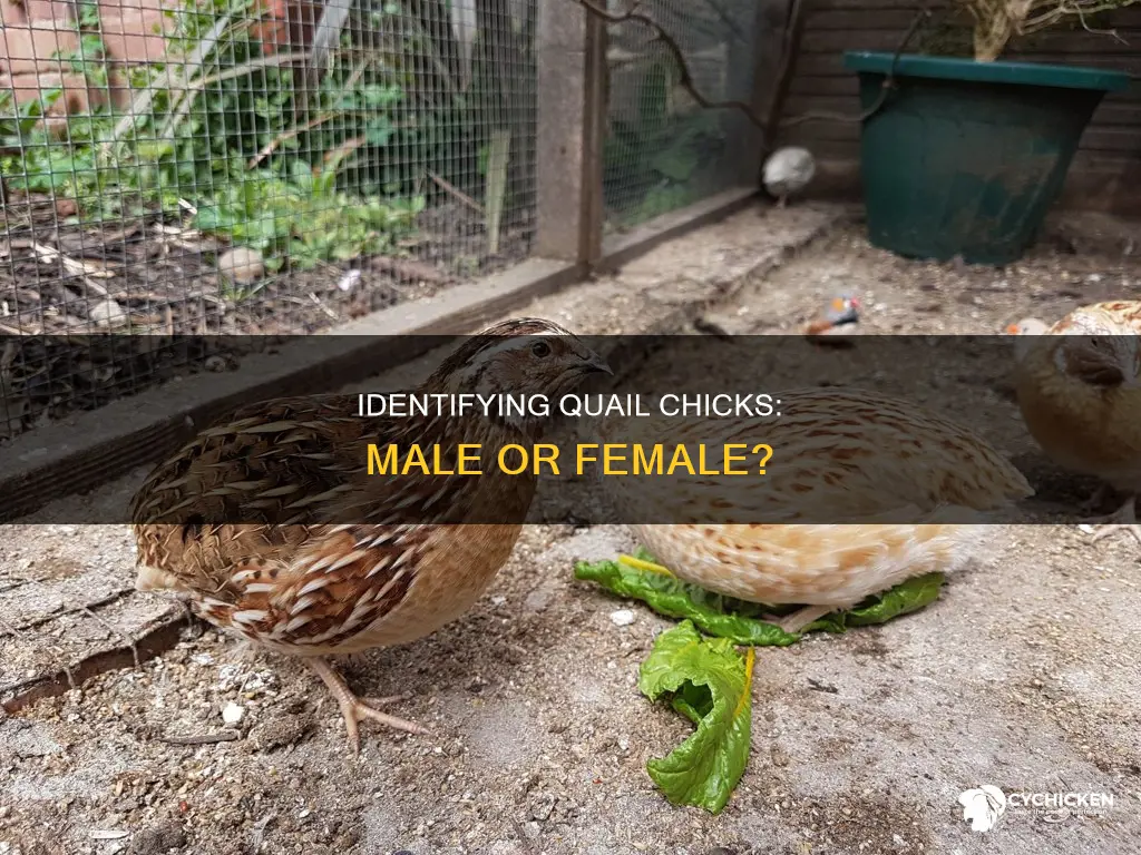 how to tell if quail chicks are male or female