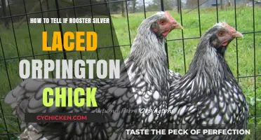 Identifying Silver Laced Orpington Chicks: Rooster Traits