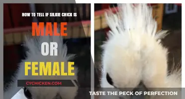 Identifying Silkie Chicks: Male or Female?